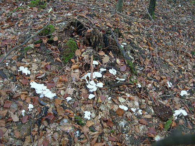 Funghi nella nebbia